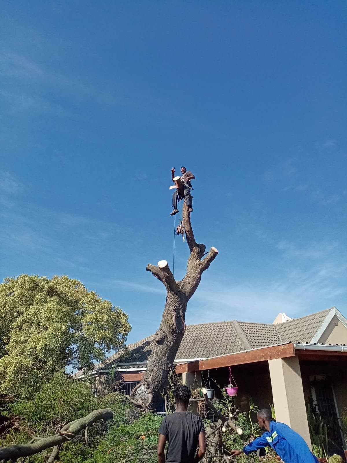 Tall tree removal