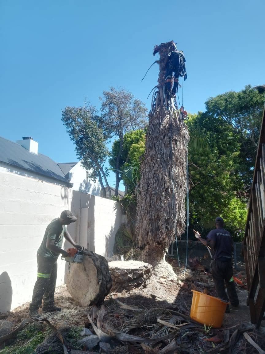 Palm tree removal
