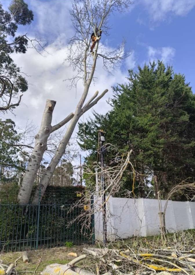 Sectional tree felling
