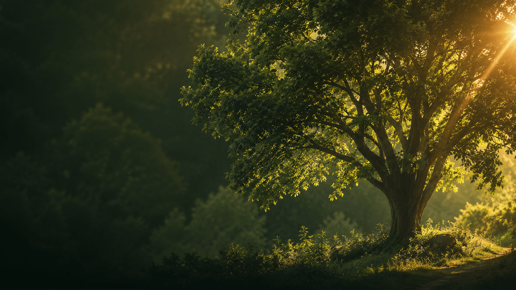 A tall, healthy tree bathed in golden sunlight in a Cape Town forest clearing